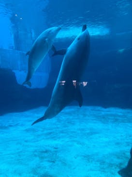名古屋港水族館に投稿された画像（2022/2/11）