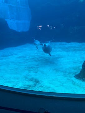 名古屋港水族館に投稿された画像（2022/2/11）