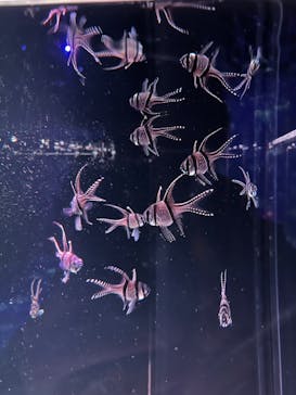 マクセル アクアパーク品川に投稿された画像（2022/2/11）