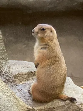 神戸どうぶつ王国に投稿された画像（2022/2/11）