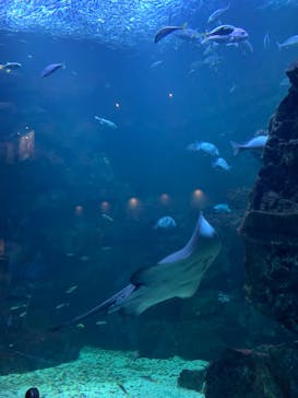 京都水族館に投稿された画像（2022/2/11）