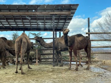 群馬サファリパークに投稿された画像（2022/2/11）