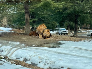 群馬サファリパークに投稿された画像（2022/2/11）