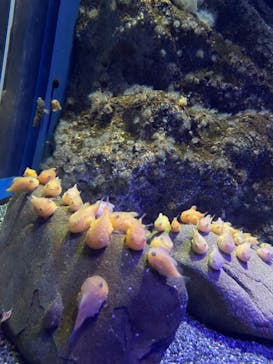 新江ノ島水族館に投稿された画像（2022/2/11）