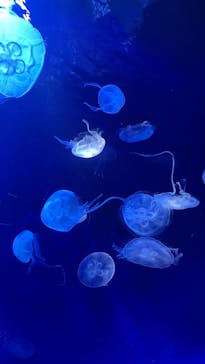 サンシャイン水族館に投稿された画像（2022/2/11）