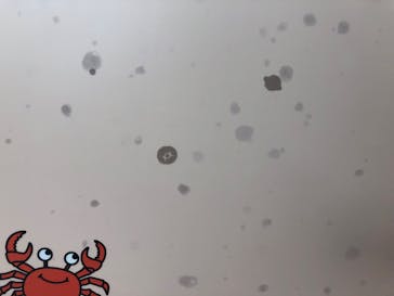 神戸アンパンマンこどもミュージアム＆モールに投稿された画像（2022/2/11）