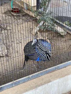 天王寺動物園に投稿された画像（2022/2/11）