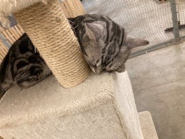 Moff アニマル カフェ イーアス 高尾店に投稿された画像（2022/2/11）