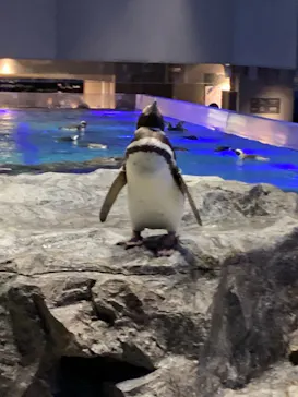 すみだ水族館に投稿された画像（2022/2/11）