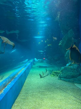 マクセル アクアパーク品川に投稿された画像（2022/2/11）