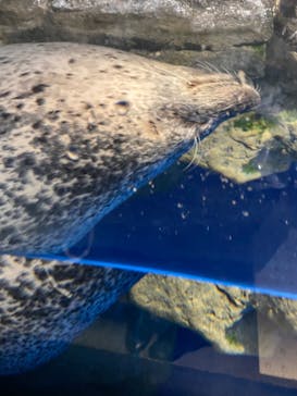 マクセル アクアパーク品川に投稿された画像（2022/2/11）