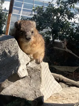 神戸どうぶつ王国に投稿された画像（2022/2/11）