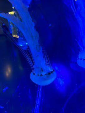 マクセル アクアパーク品川に投稿された画像（2022/2/11）