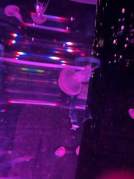 マクセル アクアパーク品川に投稿された画像（2022/2/11）