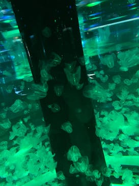 マクセル アクアパーク品川に投稿された画像（2022/2/11）