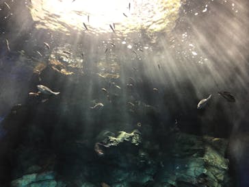 マリンワールド海の中道に投稿された画像（2022/2/11）