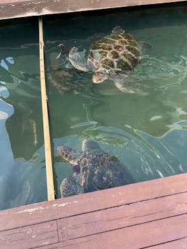 串本海中公園水族館に投稿された画像（2022/2/11）
