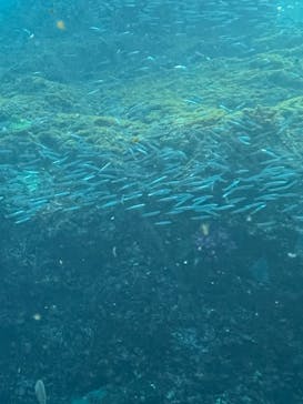 串本海中公園水族館に投稿された画像（2022/2/11）