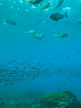 串本海中公園水族館に投稿された画像（2022/2/11）