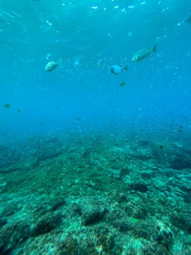 串本海中公園水族館に投稿された画像（2022/2/11）
