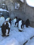 旭川市旭山動物園に投稿された画像（2022/2/11）