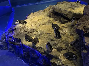 すみだ水族館に投稿された画像（2022/2/11）