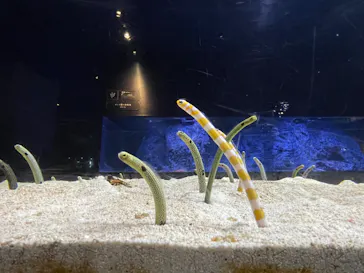 すみだ水族館に投稿された画像（2022/2/11）