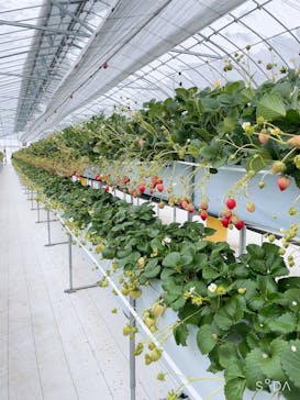 井上寅雄農園に投稿された画像（2022/2/12）