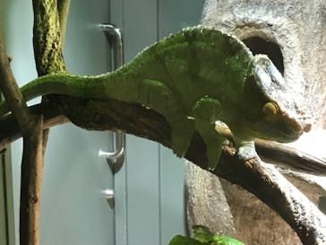 カワスイ 川崎⽔族館に投稿された画像（2022/2/12）