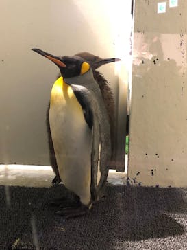 マクセル アクアパーク品川に投稿された画像（2022/2/12）