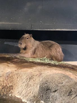 マクセル アクアパーク品川に投稿された画像（2022/2/12）