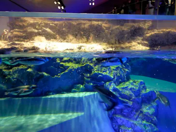 すみだ水族館に投稿された画像（2022/2/12）