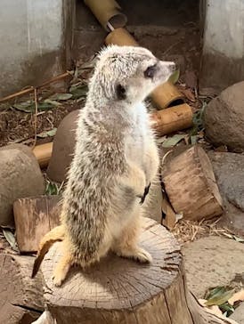 群馬サファリパークに投稿された画像（2022/2/12）