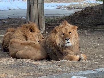 群馬サファリパークに投稿された画像（2022/2/12）