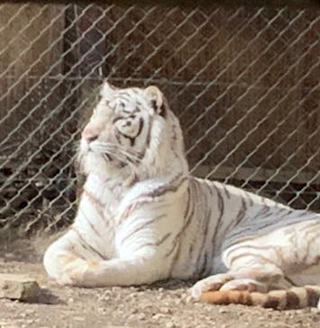 群馬サファリパークに投稿された画像（2022/2/12）