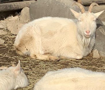 群馬サファリパークに投稿された画像（2022/2/12）