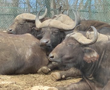 群馬サファリパークに投稿された画像（2022/2/12）