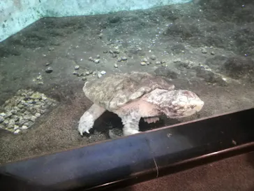 天王寺動物園に投稿された画像（2022/2/12）