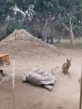 天王寺動物園に投稿された画像（2022/2/12）