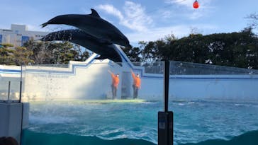 しながわ水族館に投稿された画像（2022/2/12）