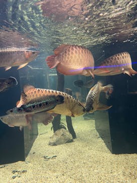 カワスイ 川崎⽔族館に投稿された画像（2022/2/12）