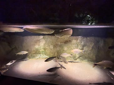 カワスイ 川崎⽔族館に投稿された画像（2022/2/12）