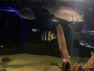 カワスイ 川崎⽔族館に投稿された画像（2022/2/12）