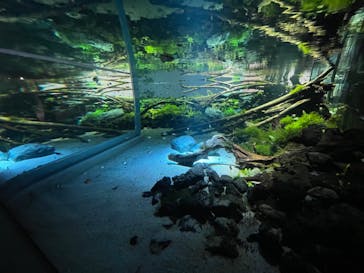 カワスイ 川崎⽔族館に投稿された画像（2022/2/12）
