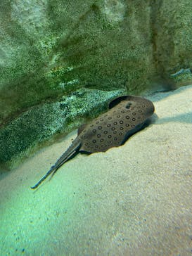 カワスイ 川崎⽔族館に投稿された画像（2022/2/12）