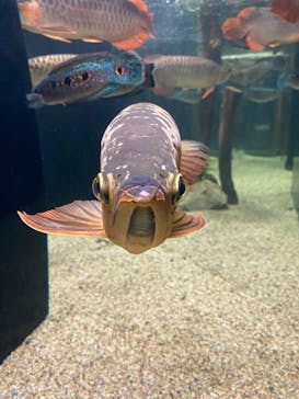 カワスイ 川崎⽔族館に投稿された画像（2022/2/12）
