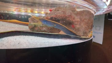 ゼロ距離水族館 伊勢シーパラダイスに投稿された画像（2022/2/12）