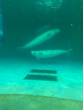 鴨川シーワールドに投稿された画像（2022/2/12）