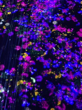 森ビル デジタルアート ミュージアム：エプソン チームラボボーダレスに投稿された画像（2022/2/12）