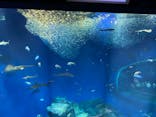 アクアワールド茨城県大洗水族館に投稿された画像（2022/2/12）